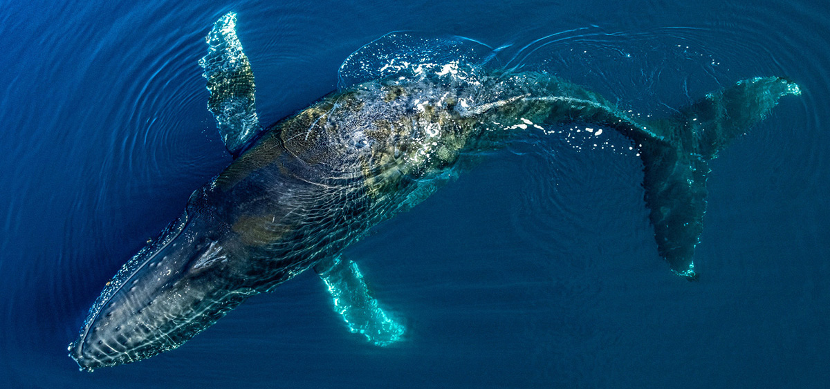 5- Une navigation plus respectueuse et engagée