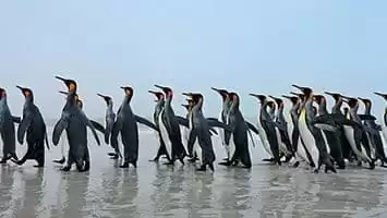 Georgie du Sud et Sandwich du Sud (Îles)