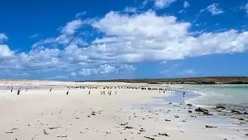 Îles Malouines