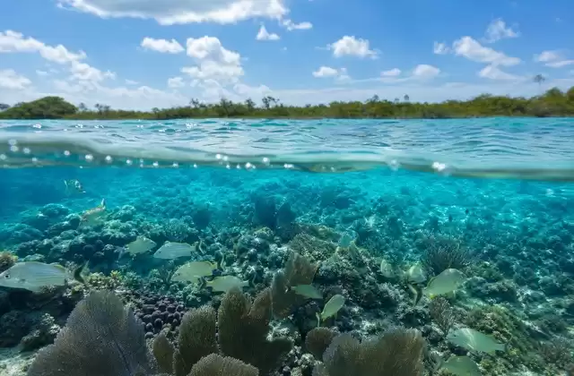 Hol Chan Marine Reserve