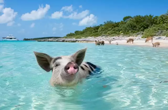 Aux Bahamas