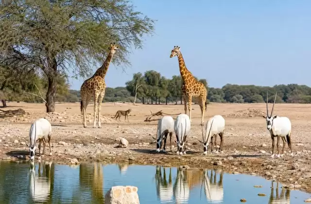 À Sir Bani Yas