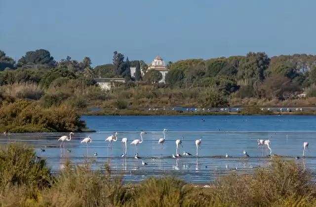 Doñana