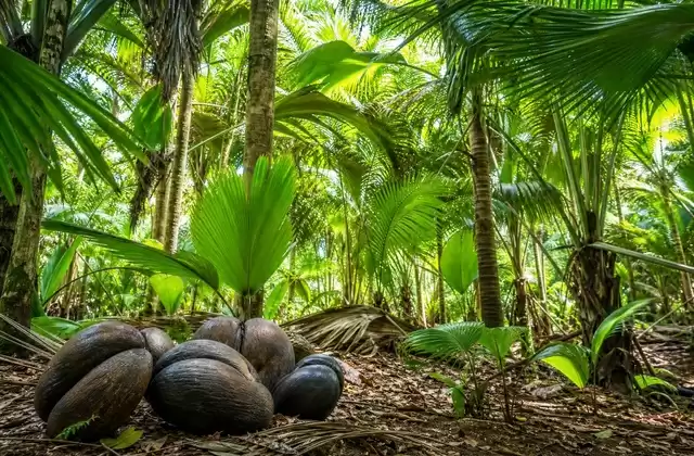 À la Vallée de Mai
