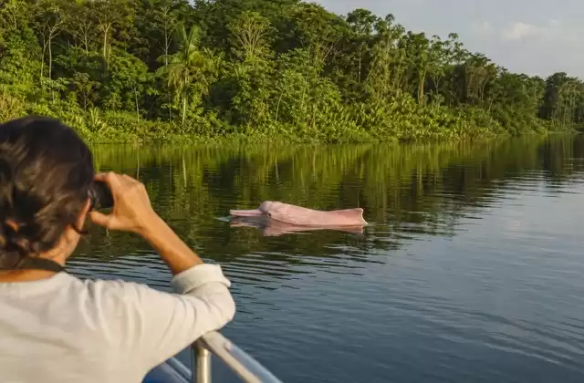 Observation des dauphins roses