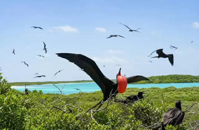 Codrington Lagoon