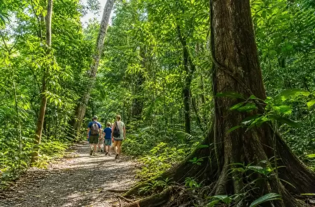Forêt de Carara