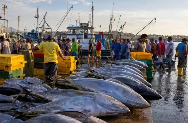 Marché aux poissons de Manta