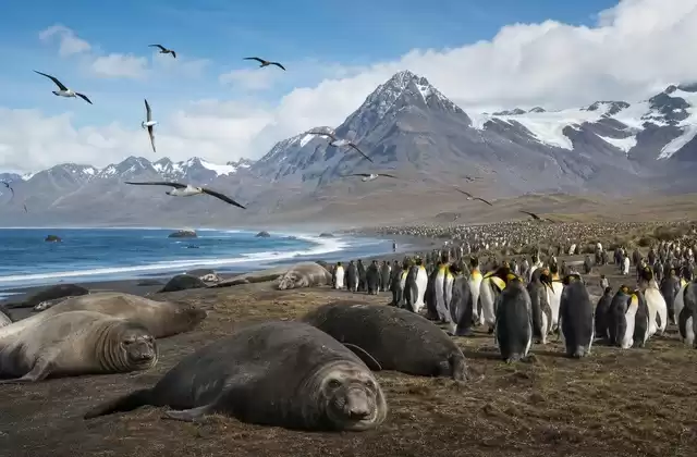 St Andrews Bay, la faune en grand format