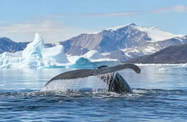 Observer baleines et faune arctique