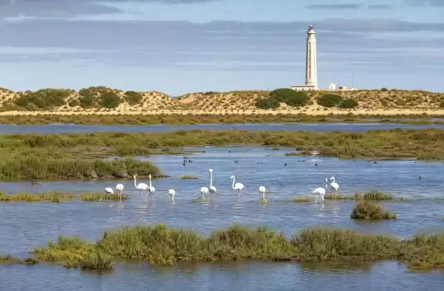 Le parc de Doñana et l’estuaire