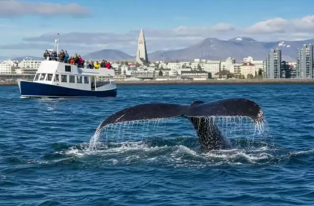 Safari baleines depuis le Vieux Port