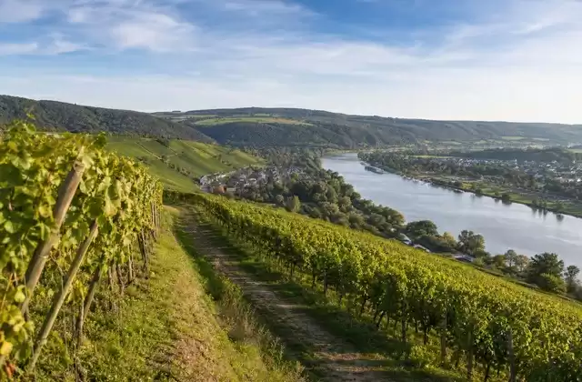Vignobles de Stadtbredimus
