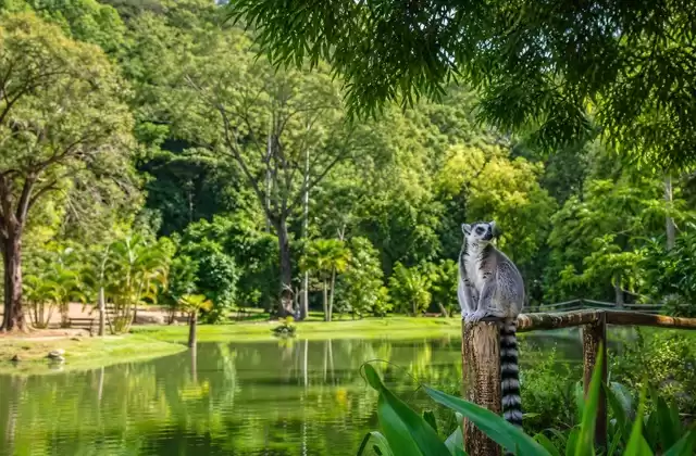 Parc Ivoloina