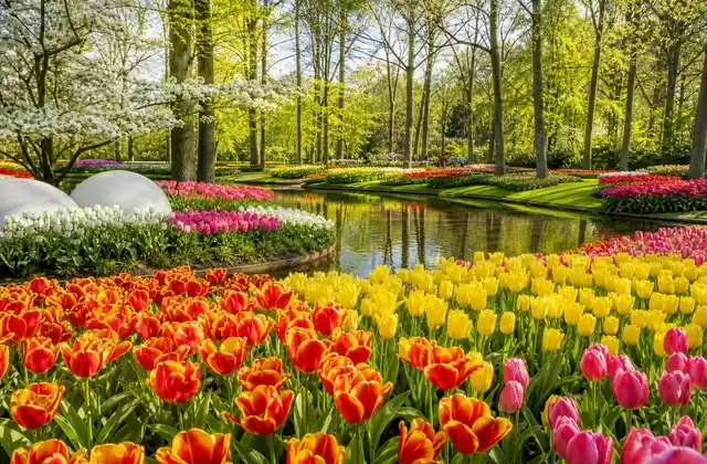 Keukenhof