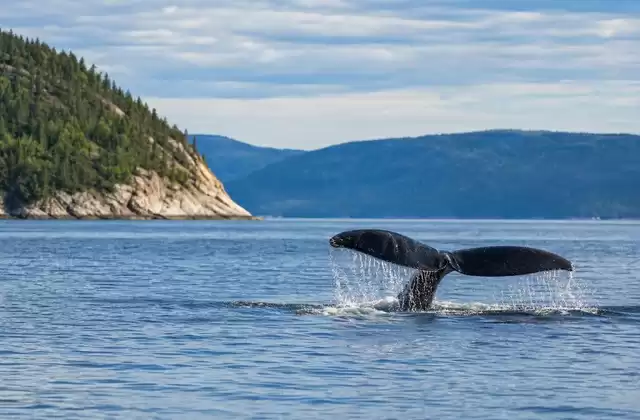 Observer les baleines